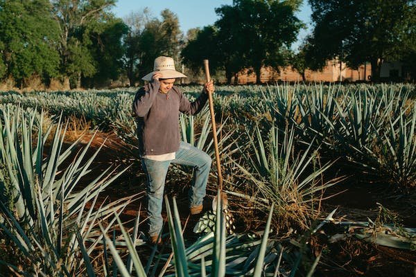 Agave plant, from which agave nectar a sugar substitute is extracted